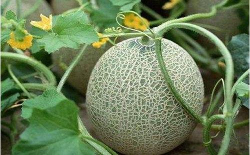 甘肃陇南康县吃瓜网红,网红带你尝鲜陇南美味 第1张 甘肃陇南康县吃瓜网红,网红带你尝鲜陇南美味 第1张